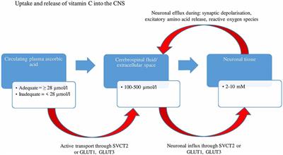 The Contribution of Plasma and Brain Vitamin C on Age and Gender-Related Cognitive Differences: A Mini-Review of the Literature